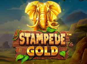 Stampede Gold